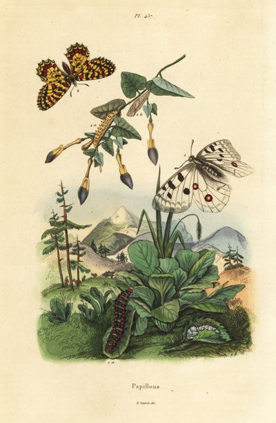 Apollón horský, Parnassius apollo 1 a festoon jižní, Zerynthia polyxena 2, larva a kukla od Unbekannt