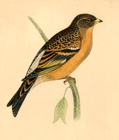 Mountain Finch, konec 19. století. od Unbekannt