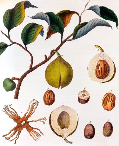 Myristica fragrans - muškátový oříšek, c1798 od Unbekannt