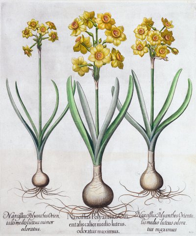 Narcis, 1613 od Unbekannt