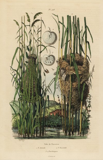 Hnízda vějíře pruhovaného Cisticola juncidis a rákosníka Acrocephalus scirpaceus od Unbekannt