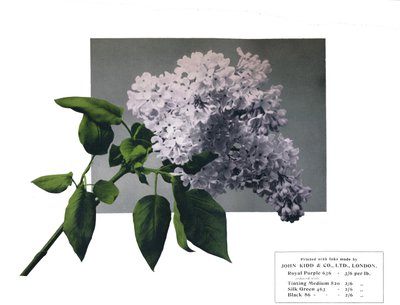 Bez názvu – vzorek Johna Kidd& Co. Ltd., 1910 od Unbekannt