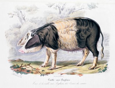 Staré anglické plemeno prasat, 1842 od Unbekannt