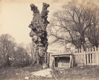 Starý strom poblíž Chathamu, 1850. od Unbekannt
