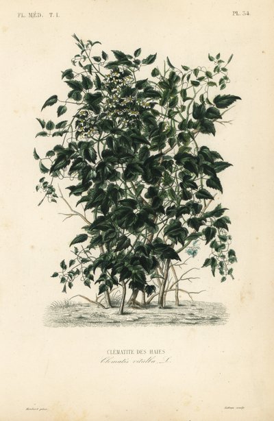 Vousy starého muže a radost cestovatelů, Clematis vitalba, Clematite des haies od Unbekannt