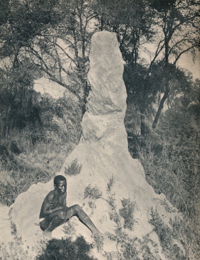 Jedna z obřích hromad mravenců charakteristických pro některé okresy Jižní Afriky, kolem roku 1900. od Unbekannt