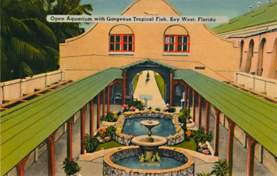 Otevřené akvárium s nádhernými tropickými rybami, Key West, Florida, c1940 od Unbekannt