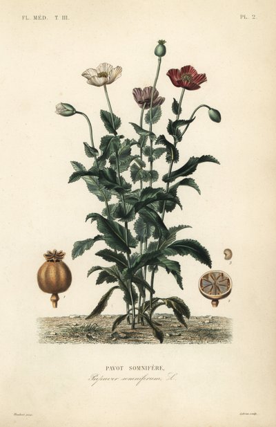 Mák setý, Poppy somniferum, Pavot somnifere od Unbekannt