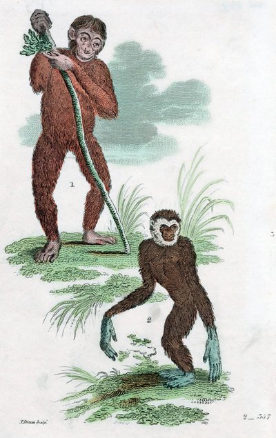 Dlužníci a Gibbon, 1822 od Unbekannt