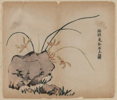 Orchidej na skalách, 18. století. od Unbekannt