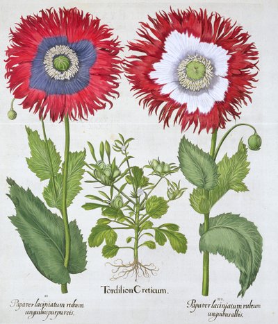 Okrasné máky, 1613 od Unbekannt