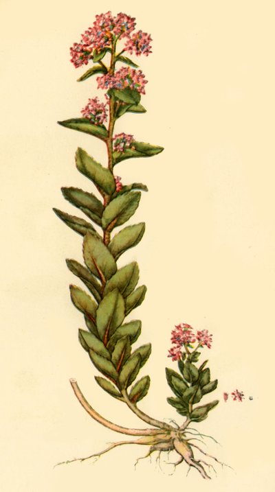 "Orpine", 1777, 1944. od Unbekannt