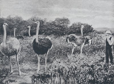 Pštrosi, 1924 od Unbekannt