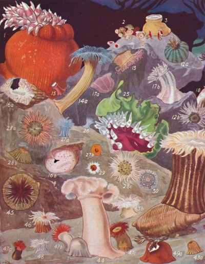 Přes padesát odrůd mořských sasanek, 1935 od Unbekannt