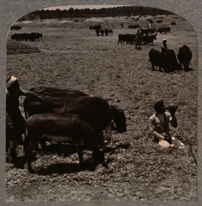 Kukuřice na šlapání volů, c1900 od Unbekannt