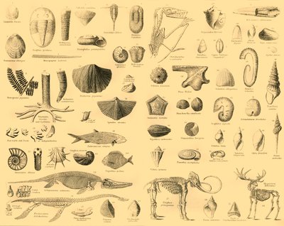 Paleontologie, c1910. od Unbekannt