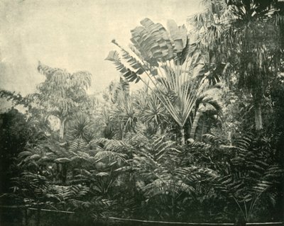 Ostrov Palm and Fern, Botanic Gardens, Brisbane, 1901. od Unbekannt
