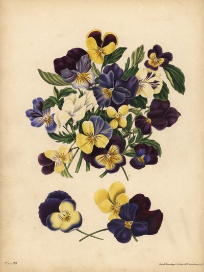 Macešky, Pensees nebo Heart