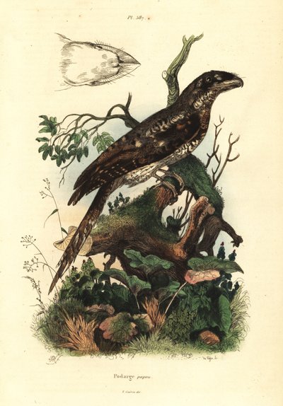 Žabka papuánská, Podargus papuensis Podarge papou od Unbekannt