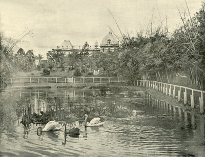 Papyrus Pond, Brisbane Botanical Gardens, 1901. od Unbekannt