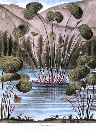 Papyrus rákos Cyperus papyrus, 1823 od Unbekannt