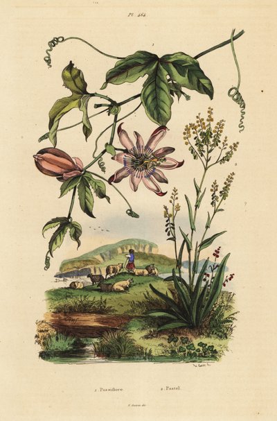 Mučenka, Passiflora uraniae 1 a barvířská hůlka, Isatis dyes 2 od Unbekannt