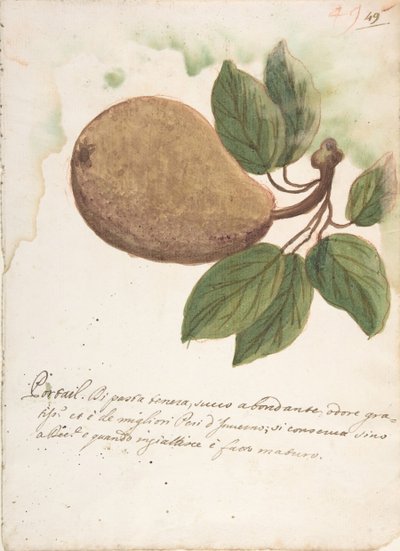 Hruška, 18. století. od Unbekannt