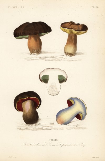 Pýr nebo hřib hřib, hřib edulis a hřib divoký, Suillellus luridus, Boletus pernicious od Unbekannt