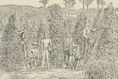 Pepper Plantation, 1924 od Unbekannt