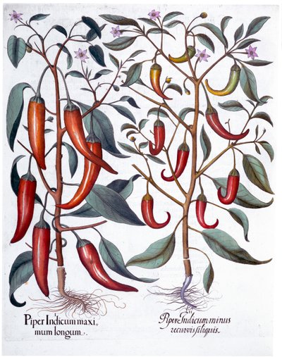 Peppers, 1613 od Unbekannt