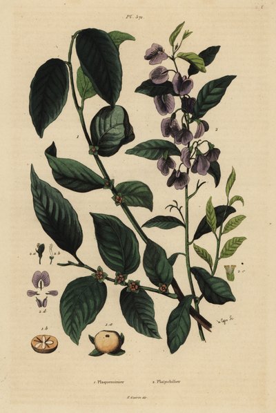Tomel, Dospyros kaki 1 a hovea stromová nebo modrý keř karri, Hovea elliptica Platychilum celsianum 2. Plaqueminier, Platychilier od Unbekannt