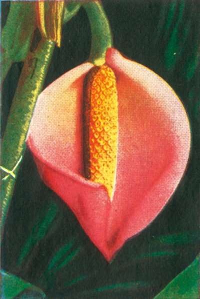 Filodendron, c1928. od Unbekannt