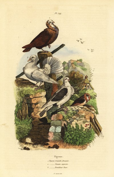 Plemena holubů Columba livia: francouzská kravata, kapucín nonain, paví tremblerka od Unbekannt