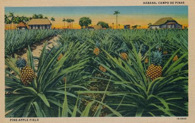 Pine-Apple Field - Habana, Campo De Pinas, c1910 od Unbekannt