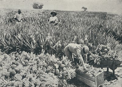Pine-Apple Plantation, 1916 od Unbekannt