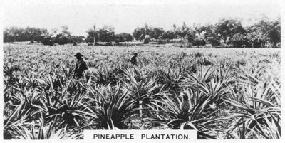 Ananasová plantáž, Austrálie, 1928 od Unbekannt