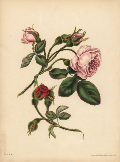 Růžová a šarlatová mechová růže-poupata, krása, láska a poezie od Unbekannt