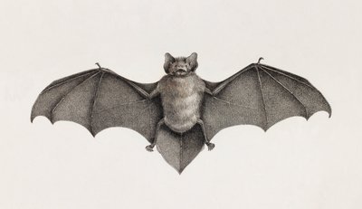 Netopýr Pipistrelle, netopýři v Egyptě od Unbekannt