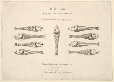 Ryby: Hogarths Quadrille Fish, ca. 1730. od Unbekannt