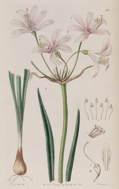 Placea ornata od Unbekannt