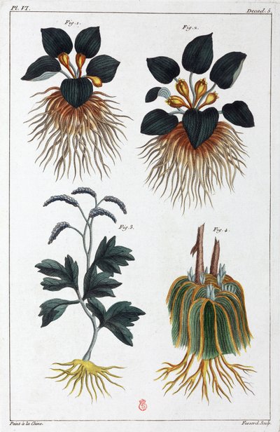 Plantes medicales, Čína od Unbekannt