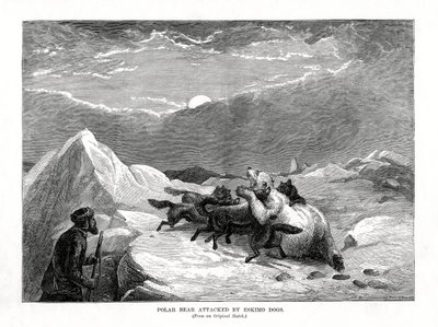 Polar Bear Attacked by Eskymo Dogs, 1877 od Unbekannt