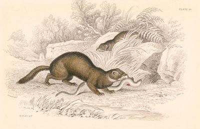 Tchor Mustela putorius, člen rodiny lasicovitých, 1828 od Unbekannt