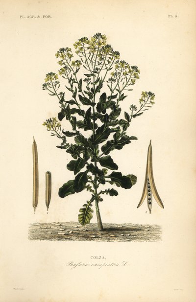 Polská řepka nebo olejnatá rostlina řepky, Brassica rapa, Brassica campestris, Colza od Unbekannt