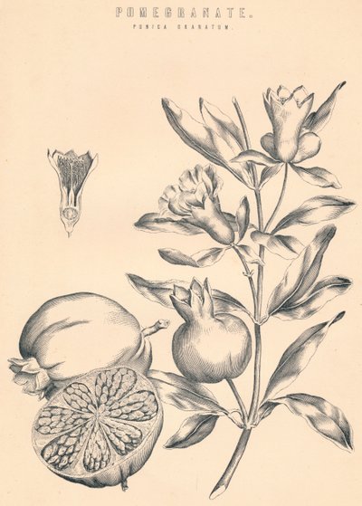 Granátové jablko, c19. století od Unbekannt