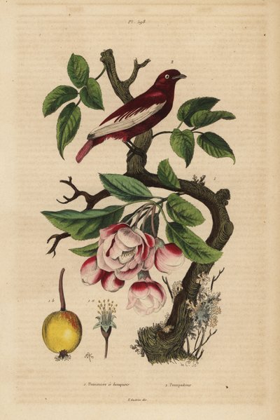 Pompadour cotinga, Xipholena punicea, na jabloni, Malus pumila, ovoce, květ Pompadour a jabloň s kyticemi od Unbekannt