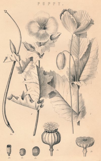 Poppy, c19. století od Unbekannt