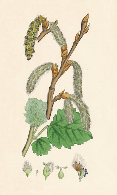 Populus canescens. Topol šedý, 19. století od Unbekannt