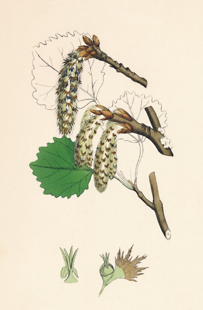 Populus tremula. Aspen, 19. století od Unbekannt