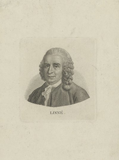 Portrét Carla Linného 1707-1778, c. 1780. od Unbekannt